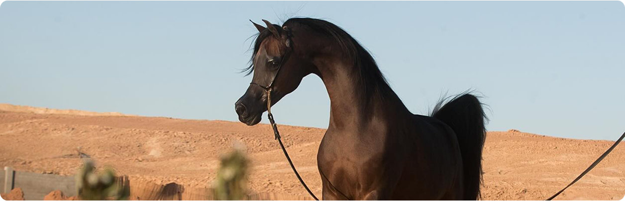 توصيف التصوير